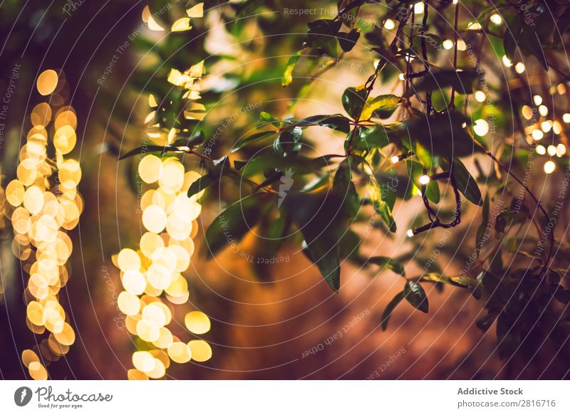 Dekoration Licht Weihnachtsfeier am Baum hängend, abstraktes Bild verschwommener unscharfer Hintergrund Garten Nacht Terrasse Außenaufnahme