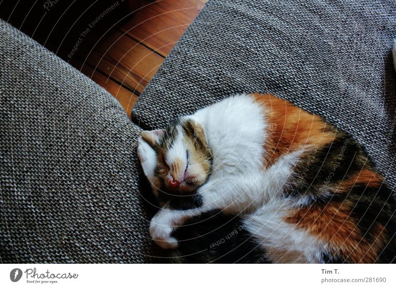 ab jetzt ist Ruhe Wohnung Möbel Sofa Tier Haustier Katze 1 stagnierend Glückskatze Farbfoto Innenaufnahme Menschenleer Tag Schatten