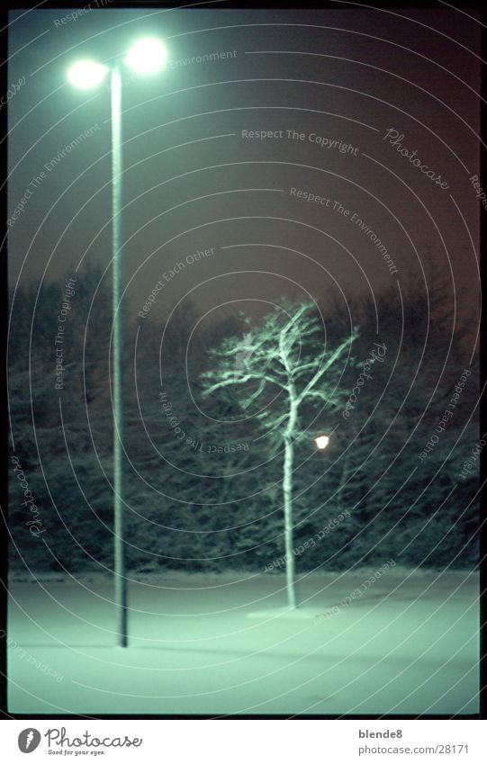 PflanzLicht Laterne Baum Nacht Leuchtstoff Neonlicht Winter Schnee