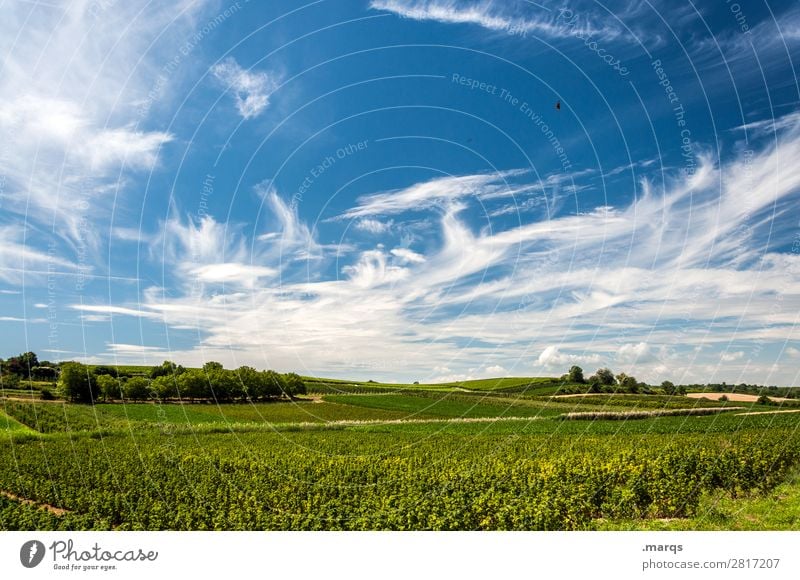 Kaiserstuhl Landwirtschaft Forstwirtschaft Himmel Wolken Sommer Schönes Wetter Pflanze Feld Erholung Farbfoto Außenaufnahme Menschenleer Textfreiraum oben
