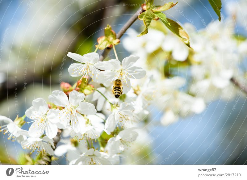 So sieht Frühling aus Natur Pflanze Tier Schönes Wetter Blüte Nutzpflanze Obstbaum Kirsche Garten Nutztier Wildtier Biene 1 fliegen blau braun grün weiß