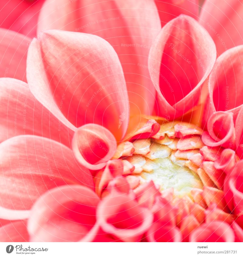 Zum Abschied. schön Sommer Erwachsene 30-45 Jahre Natur Pflanze Blume Blüte Topfpflanze Zeichen Traurigkeit rosa Gefühle Stimmung Mitgefühl Trauer Tod