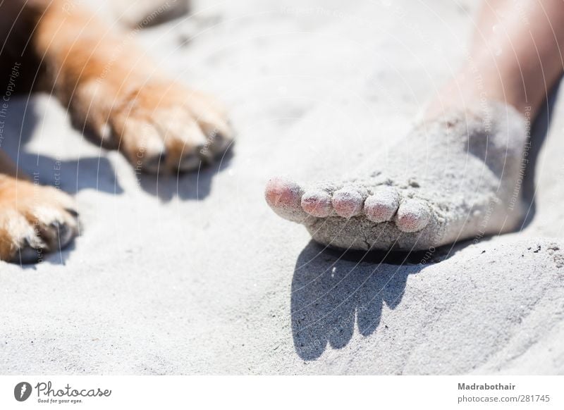 Fuß und Pfote Ferien & Urlaub & Reisen Sommer Sommerurlaub Strand Mädchen Jugendliche Leben 1 Mensch Sand Tier Haustier Hund Erholung liegen Zusammensein