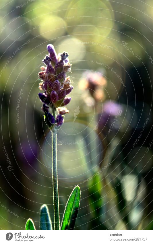 Lavendel Pflanze Sonnenlicht Sommer Blume Blatt Blüte Wildpflanze natürlich grün violett Frühlingsgefühle Mottengift Außenaufnahme Nahaufnahme Licht