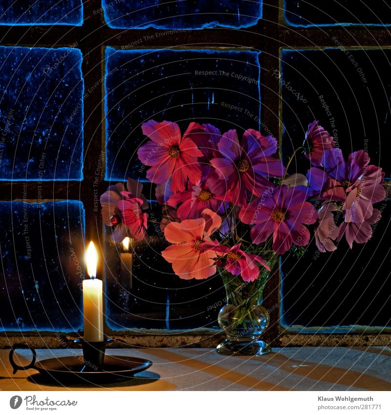 Eine Glasvase mit den Blüten von Schmuckkörbchen steht neben einer brennenden Kerze vor einem Sprossenfenster. Melancholische Stimmung. Erholung ruhig