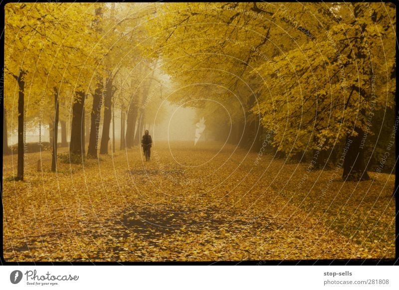 Mitten im Laubfrosch Herbst Wald Herbstlaub herbstlich Nebel Nebelwald gelb ruhig Einsamkeit Park Laubbaum Zauberei u. Magie kalt Wege & Pfade Straße Idylle