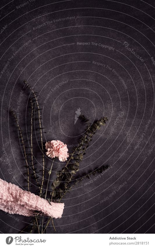 Blumen auf schwarzem Hintergrund. Flache Verlegung, Draufsicht Hintergrundbild Liebe Rosa Nelken Blütenblatt Geschenk Valentinsgruß natürlich geblümt