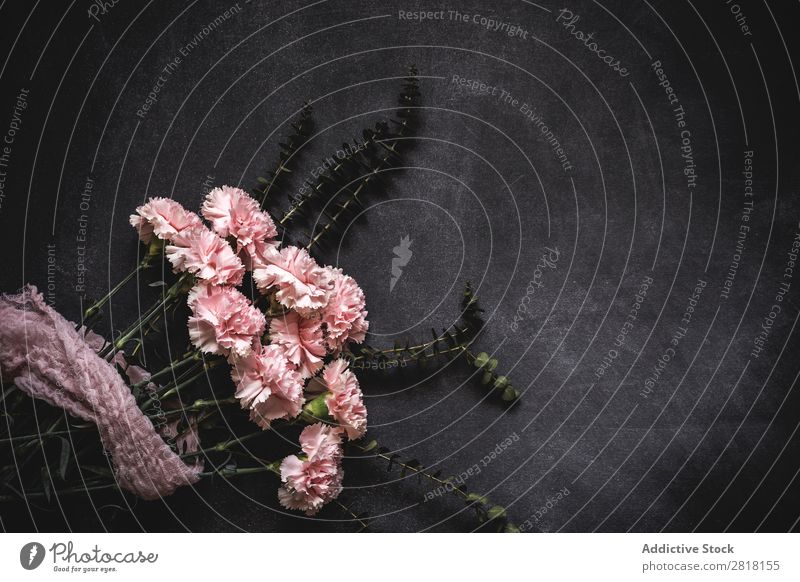Blumen auf schwarzem Hintergrund. Flache Verlegung, Draufsicht Hintergrundbild Liebe Rosa Nelken Konsistenz Blütenblatt Geschenk Valentinsgruß natürlich geblümt