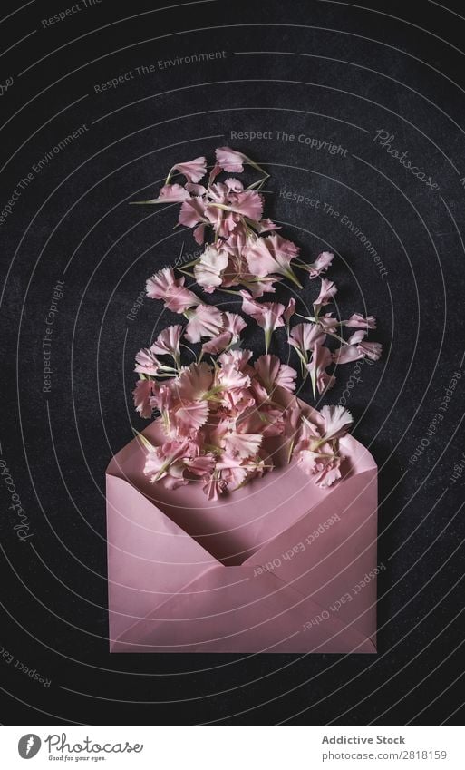 Blumen auf schwarzem Hintergrund. Flache Verlegung, Draufsicht Hintergrundbild Liebe Rosa Nelken Papierumschlag Konsistenz Blütenblatt Geschenk Valentinsgruß