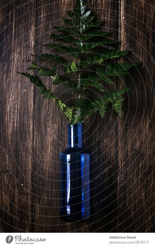 Tropisches Palmblatt Hintergrundbild Bettlaken grün tropisch Pflanze natürlich Dekoration & Verzierung Garten Vogelperspektive Blütenblätter Blume geblümt Farbe
