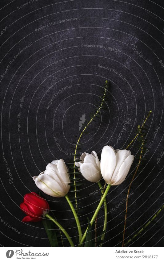 Blumiger Hintergrund mit roten und weißen Tulpen und Margeriten. Blume Ranunculus Hintergrundbild Blatt Dekor natürlich Natur hübsch Postkarte Zarge Farbe