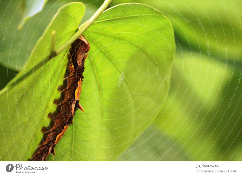 Tarnung fehlgeschlagen Tier exotisch Urwald Schmetterling 1 entdecken Fressen frisch stachelig braun grün Leben bizarr einzigartig erleben Inspiration