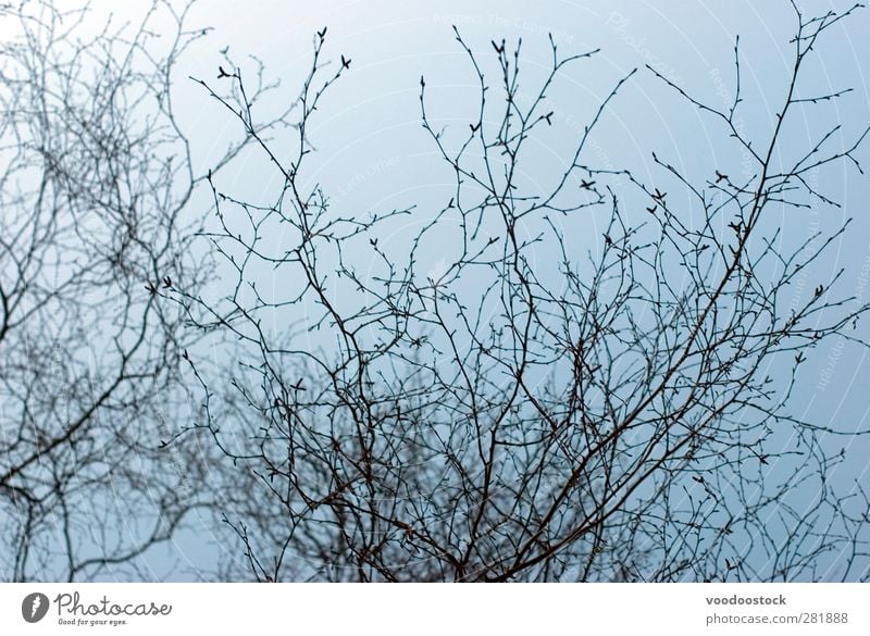 Frühlingsknospen abstrakt Umwelt Natur Pflanze Himmel Wolkenloser Himmel Baum neu Wachstum Form Hintergrund Niederlassungen Zweig geringe Tiefenschärfe knospend