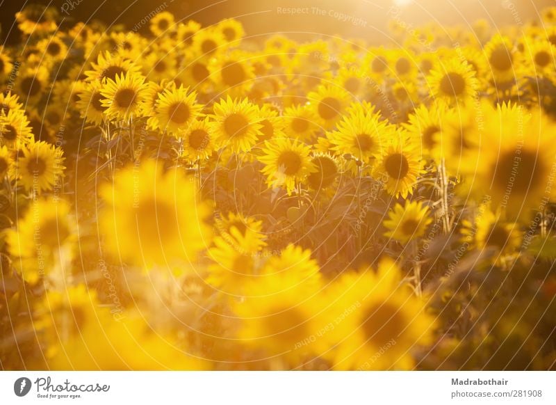 Leuchtkraft der Natur Landschaft Pflanze Sonnenlicht Sommer Herbst Blume Sonnenblume Sonnenblumenfeld Feld leuchten viele Wärme gelb Warmherzigkeit Farbe