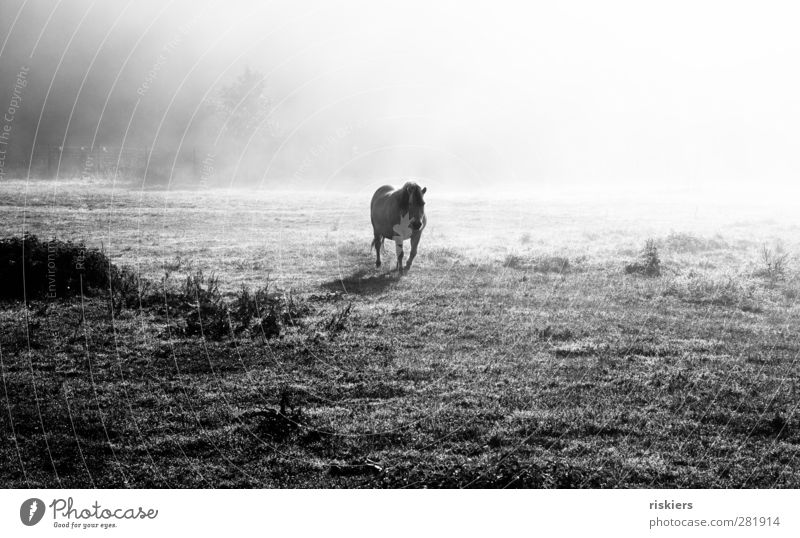 appear Natur Landschaft Sonne Sonnenaufgang Sonnenuntergang Sonnenlicht Herbst Wetter Nebel Wiese Tier Nutztier Pferd Ponys 1 gehen Blick frei hell Stimmung