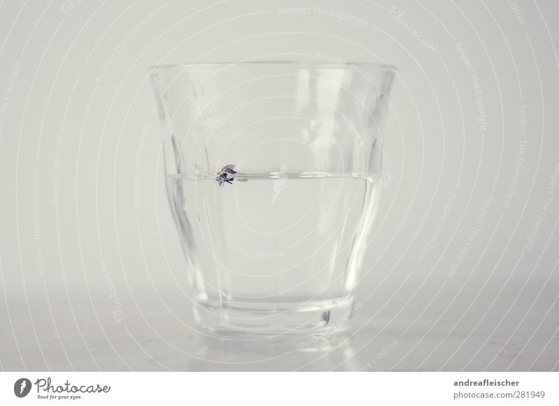 fliegenwasser. Lebensmittel Fingerfood Trinkwasser Geschirr Glas Metall Wasser ästhetisch Kunst Ekel Fliege Reflexion & Spiegelung grau sanft ruhig