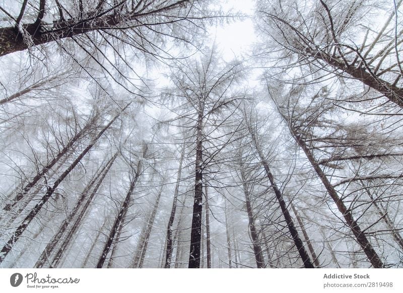 Wald im Wintertag Natur Schnee kalt Landschaft weiß Frost Baum Jahreszeiten Szene schön Wetter Tag Eis Schneefall Ferien & Urlaub & Reisen frieren Licht Umwelt
