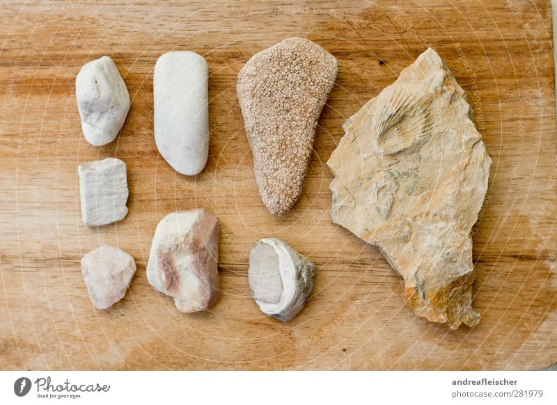 steinsammlung. Stein ästhetisch Strukturen & Formen Holz weiß braun Abdruck Muschel Fossilien Sammlung aufräumen Größe vergleichen ähnlich elegant Natur