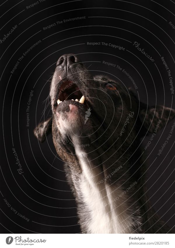 Heulender Hund heult traurig Zähne Haustier Tierporträt Tiergesicht Nahaufnahme Blick Schnauze Hundeschnauze Fell Hundekopf Haushund Nase Farbfoto