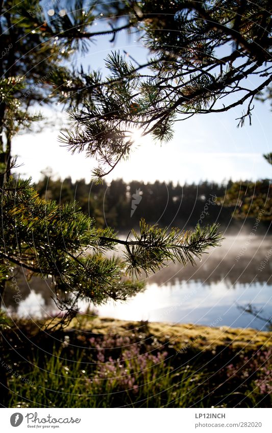 Schwedische Ansichten Ferien & Urlaub & Reisen Tourismus Ausflug Sommerurlaub wandern Umwelt Natur Wasser Schönes Wetter Pflanze Baum Wald Schweden genießen