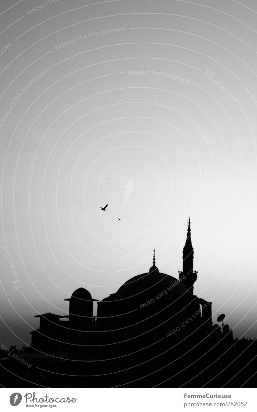 Mosque. Stadt Hauptstadt Hafenstadt Gebäude Architektur Sehenswürdigkeit Denkmal Glaube Religion & Glaube Moslem Moschee Istanbul Türkei Skyline Vogel