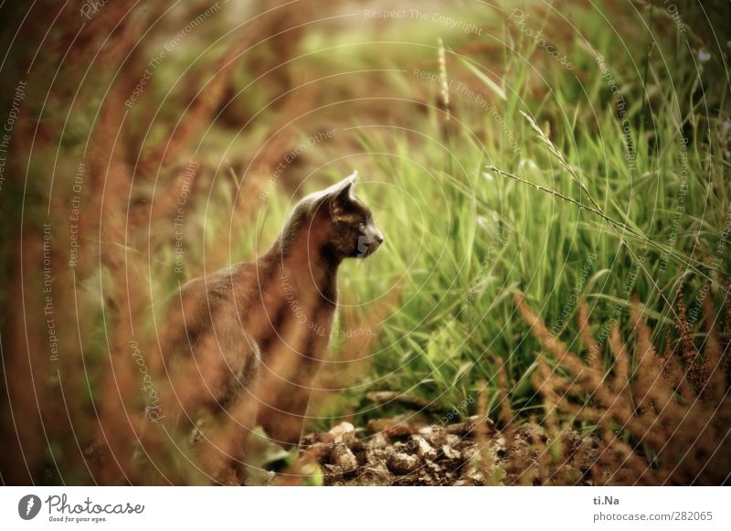 Maigret Umwelt Natur Landschaft Sommer Gras Sträucher Garten Wiese Haustier Katze Hauskatze 1 Tier beobachten Jagd ästhetisch schön Zufriedenheit Wachsamkeit