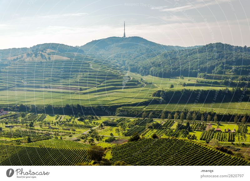 Kaiserstuhl (Totenkopf) Natur Landschaft Himmel Sommer Schönes Wetter Hügel Terrassenfelder Wein Erholung Tourismus Farbfoto Außenaufnahme