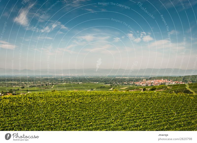 Kaiserstuhl Natur Landschaft Wein Terrassenfelder Erholung Landwirtschaft Farbfoto Außenaufnahme Menschenleer Textfreiraum oben