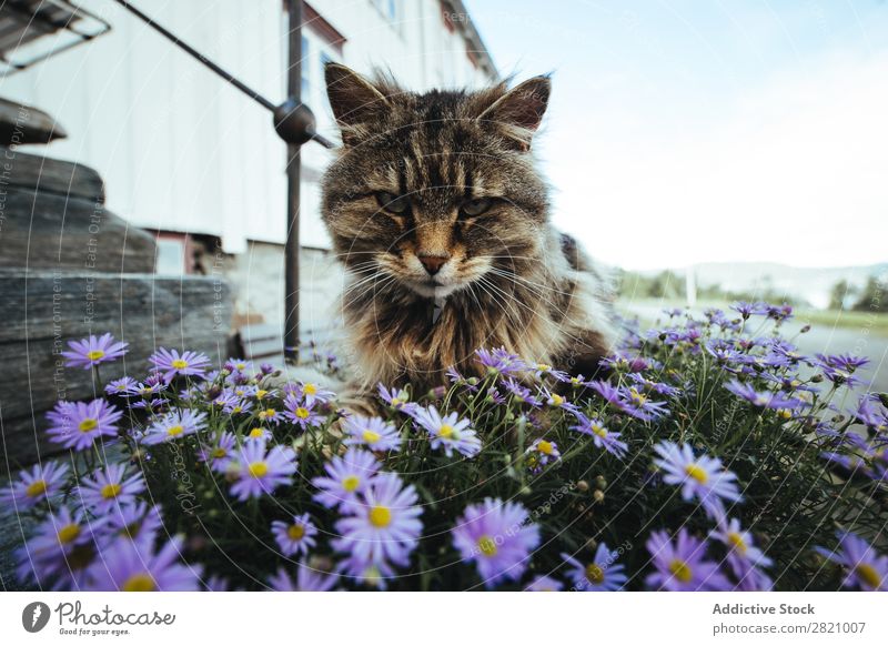 Katze, die in Blumen auf der Straße sitzt. Hinterhalt sitzen Tier Sommer Haustier braun flockig ernst Einsamkeit Tag pelzig Fauna wild gestreift Tabby Säugetier