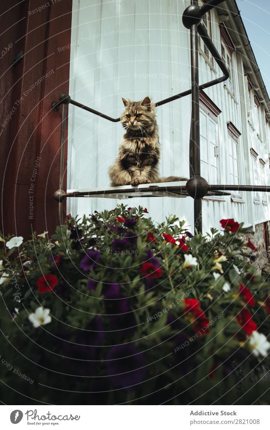 Katze, die in Blumen auf der Straße sitzt. Hinterhalt sitzen Tier Sommer Haustier braun flockig ernst Einsamkeit Tag pelzig Fauna wild gestreift Tabby Säugetier