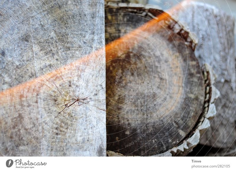abgelagertes Holz Natur trocken grau Brennholz verwittert Baumstamm zersägt Querschnitt Jahresringe Totholz Gedeckte Farben Außenaufnahme Nahaufnahme