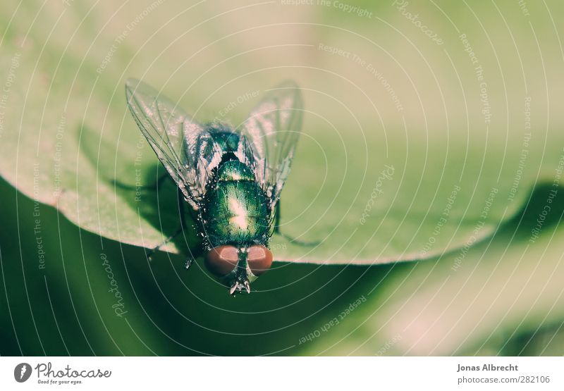Fliege Pflanze Tier 1 beobachten außergewöhnlich braun grün rot türkis Farbfoto Außenaufnahme Makroaufnahme Menschenleer Textfreiraum rechts