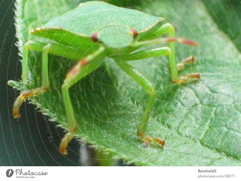 Käfer in Grün Antenne Ferne Zufall Verkehr Sehr grün Garten Tele Nie wieder gesehen