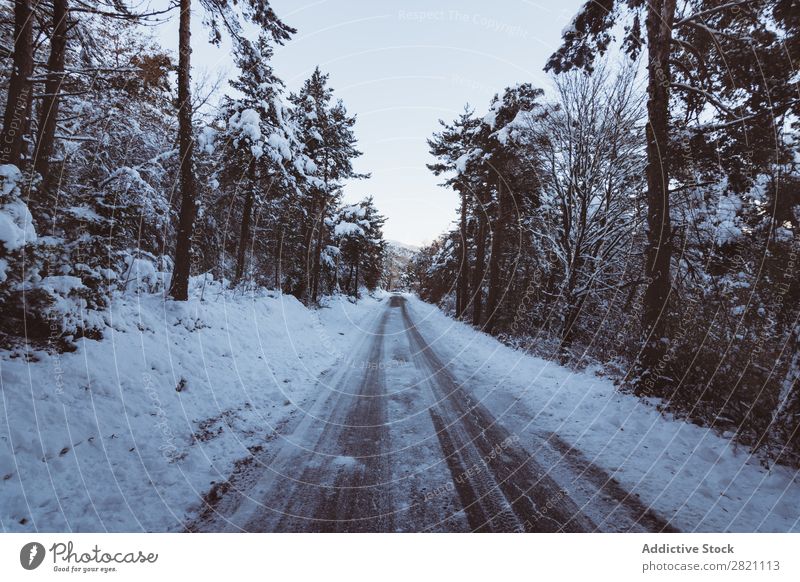 Straße im Wald im Schnee Winter kalt Asphalt Landschaft weiß Natur Jahreszeiten Eis Frost Laufwerk Ferien & Urlaub & Reisen gefroren Wetter Länder ländlich