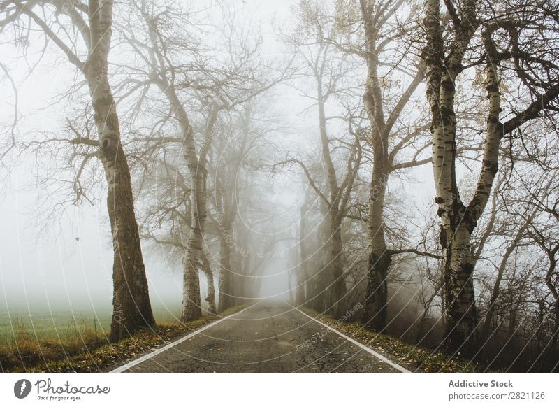 Straße in nebligen Wäldern Wald Nebel Herbst Natur Asphalt Licht Landschaft Morgen Jahreszeiten Blatt schön Wetter Länder Park mehrfarbig elegant