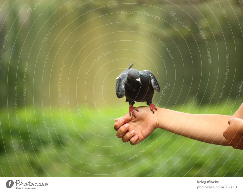 1 graue Taube (gurugururguruuu) Frau Erwachsene Arme Hand Natur Tier Gras Sträucher Park Wiese Vogel Flügel Krallen füttern Kommunizieren Neugier grün Vertrauen