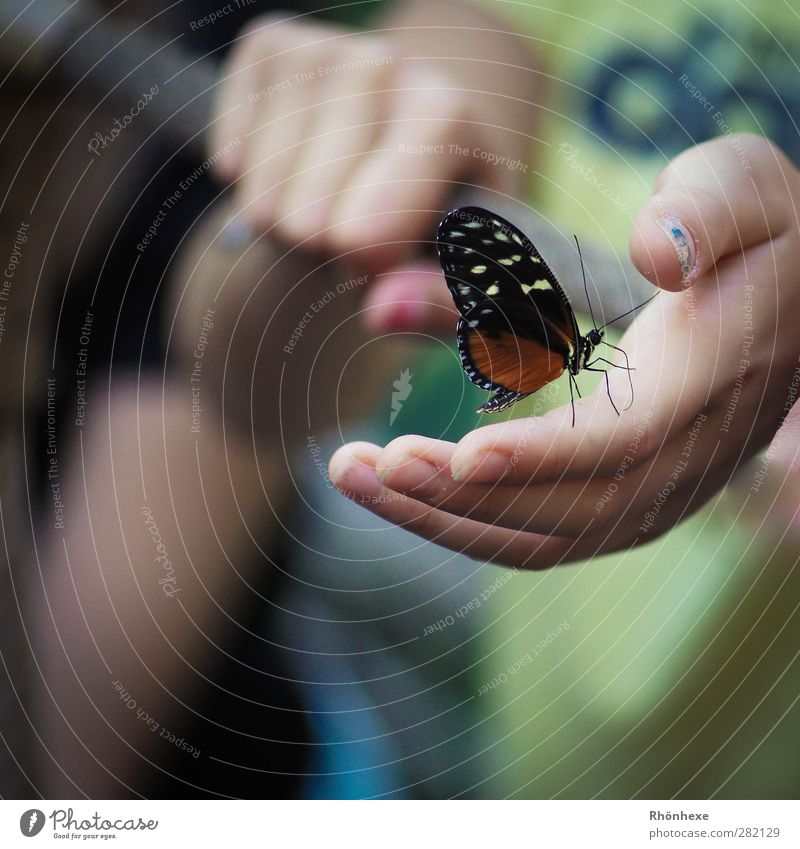 magic moment Hand Schmetterling Zoo 1 Tier Glück ruhig Nahaufnahme Schwache Tiefenschärfe Tierporträt