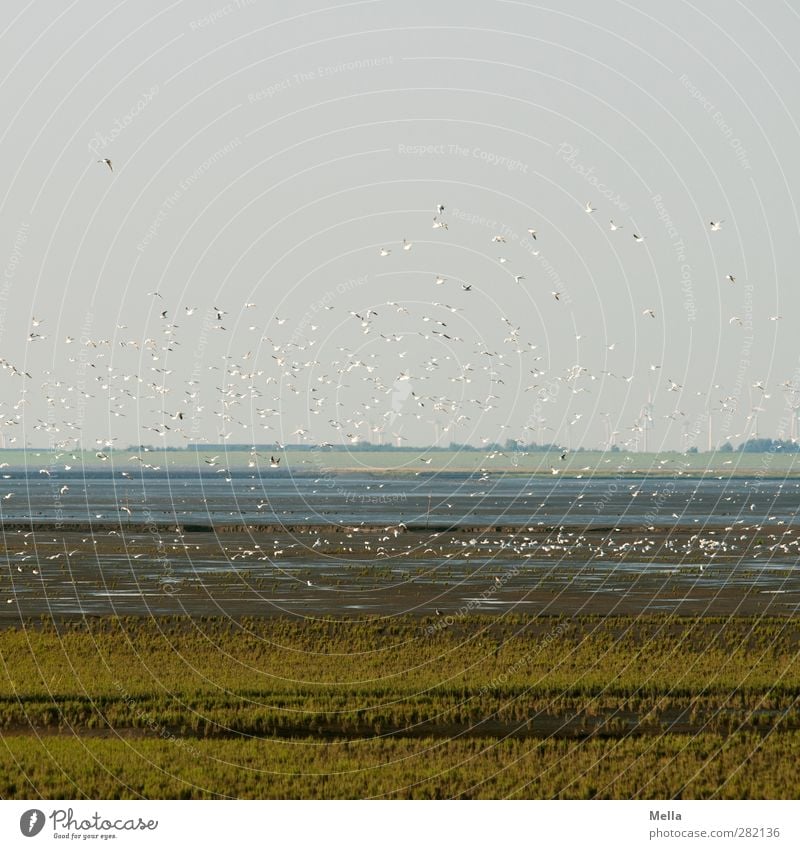 Auf in eine neue Woche Umwelt Natur Landschaft Tier Erde Luft Küste Nordsee Wattenmeer Vogel Möwe Tiergruppe Schwarm fliegen frei Zusammensein natürlich