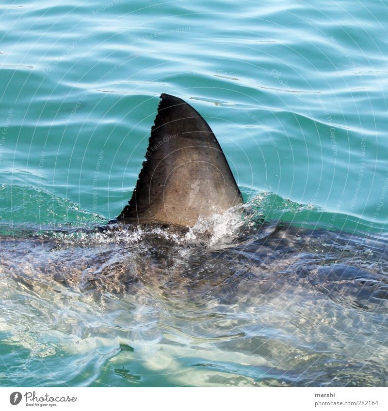 der weiße Hai Tier Wildtier Haifisch 1 gigantisch Flosse Meer Südafrika Schwimmen & Baden bedrohlich Landraubtier haiflosse Farbfoto Außenaufnahme Tag