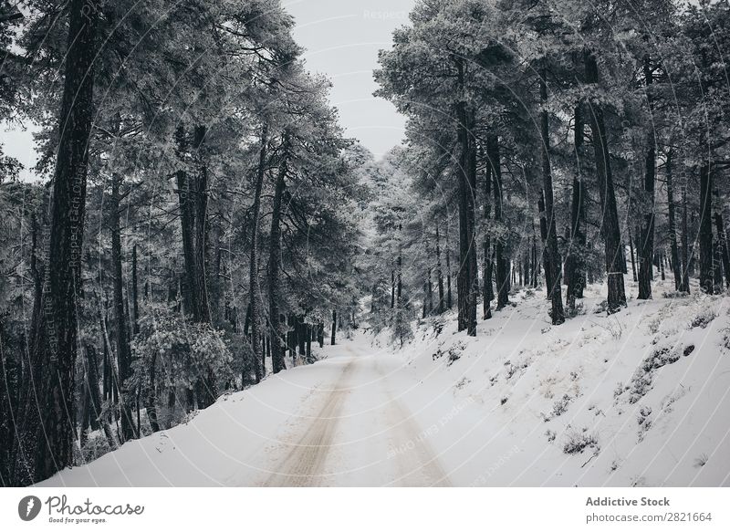 Ruhige Aussicht auf die winterliche Landstraße Winter Landschaft Straße Wald Ausflugsziel Ferien & Urlaub & Reisen Länder Kiefer Fährte PKW Frost Baum abgelegen