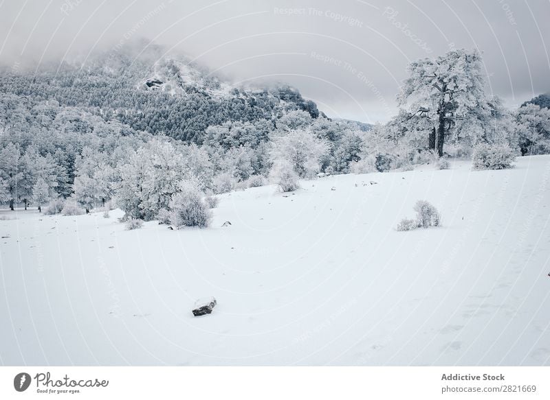 Erstaunliche Winterlandschaft Landschaft Aussicht Frost Baum abgelegen kalt gefroren überdeckt geschneit Schnee Landen Natur natürlich Ferien & Urlaub & Reisen