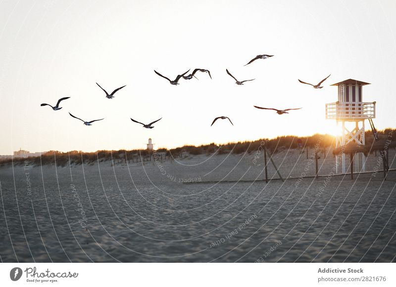 Fliegende Möwen am Strand Sonnenuntergang Rettungsschwimmturm Turm Konstruktion horizontal Sand Aussicht Sonnenstrahlen Himmel Außenaufnahme Verlassen fliegen