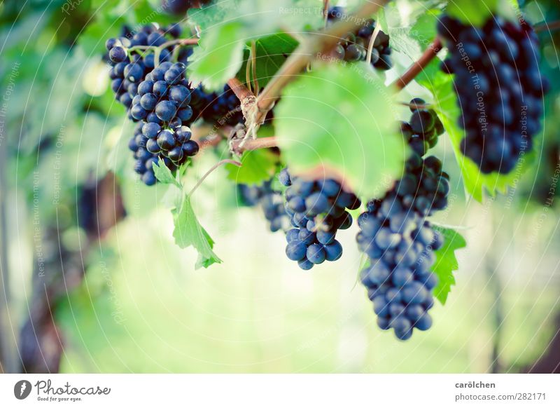 Zeit zum Ernten Umwelt Natur Herbst Schönes Wetter Pflanze Nutzpflanze Feld blau grün Weintrauben reif Weinlese Rotwein Samtrot Farbfoto Außenaufnahme