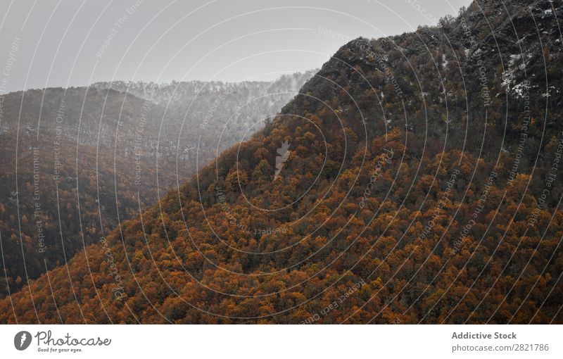 Berg mit Herbstpflanzen Berge u. Gebirge Pflanze Hügel Felsen Natur Landschaft Jahreszeiten schön natürlich mehrfarbig rot Orange Länder Blatt Wald ländlich