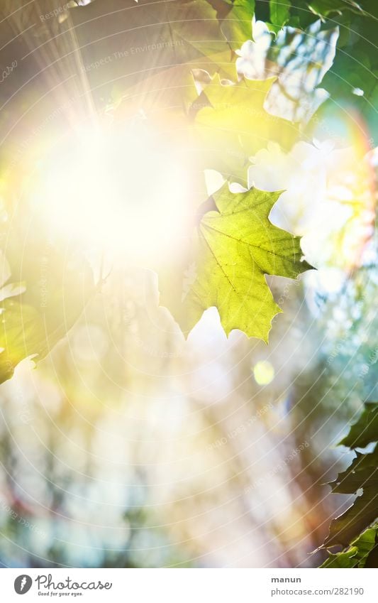 Herbstsonne Natur Frühling Sommer Schönes Wetter Baum Blatt Ahornblatt Ahornzweig leuchten authentisch hell natürlich Farbfoto Menschenleer Textfreiraum links