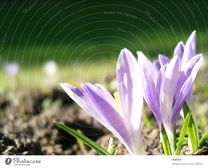 krokussse Krokusse Blume Frühling Gras grün violett Erde