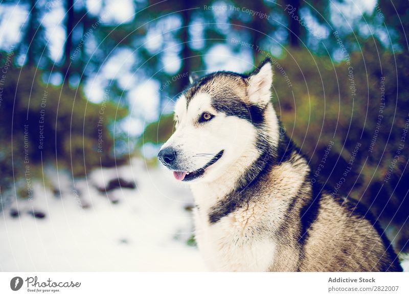 Zufriedener Hund im Schnee des Waldes Freizeit & Hobby Husky Freiheit Zufriedenheit Tier Haustier Klima heimisch Natur Winter Säugetier Pelzmantel Freundschaft