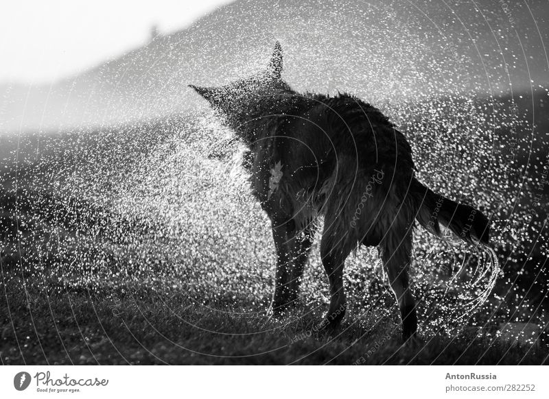 Hund Umwelt Natur Wasser Schönes Wetter Regen Tier Haustier stehen Schwarzweißfoto Außenaufnahme Detailaufnahme Experiment Menschenleer Tag