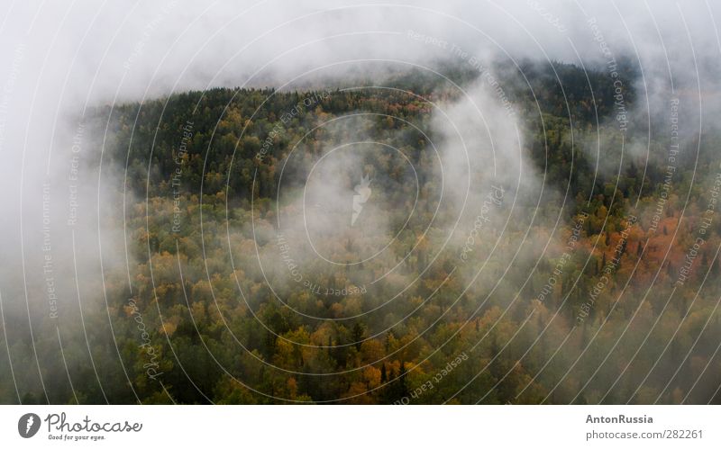 Nebel im Wald Umwelt Natur Landschaft Herbst Klimawandel schlechtes Wetter Regen Baum Hügel Farbfoto Außenaufnahme Tag Schatten Starke Tiefenschärfe
