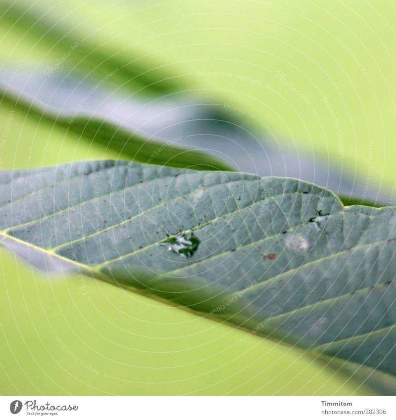 Sitzgelegenheit | Für Kleintiere Umwelt Natur Pflanze Blatt Tropfen ästhetisch einfach natürlich grün ruhig Blattadern Linie Farbfoto Gedeckte Farben